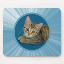 Hallo Süsse - niedliches Kätzchen