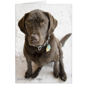 Hallo süßer Labrador Retriever mit Schnee bestreut