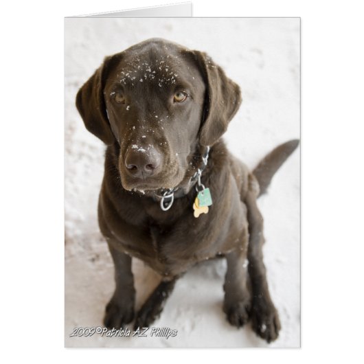 Hallo Sweet Labrador Retriever Snow Sprinkled (Vorne)