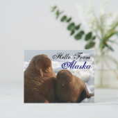 Hallo von Alaska Walrus Post Card Postkarte (Stehend Vorderseite)