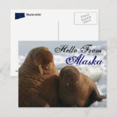 Hallo von Alaska Walrus Post Card Postkarte (Vorne/Hinten)
