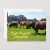 Hallo von der Heimvieh-Postkarte Postkarte (Vorne/Hinten)