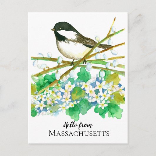 Hallo von Massachusetts Chickadee Mayflower Postkarte (Vorderseite)