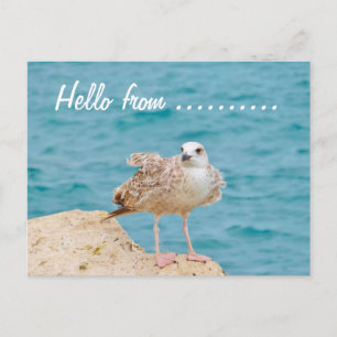 Hallo von......Seagull Postkarte