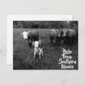 Hallo von Southern Illinois Postcard w Rind Postkarte (Vorne/Hinten)