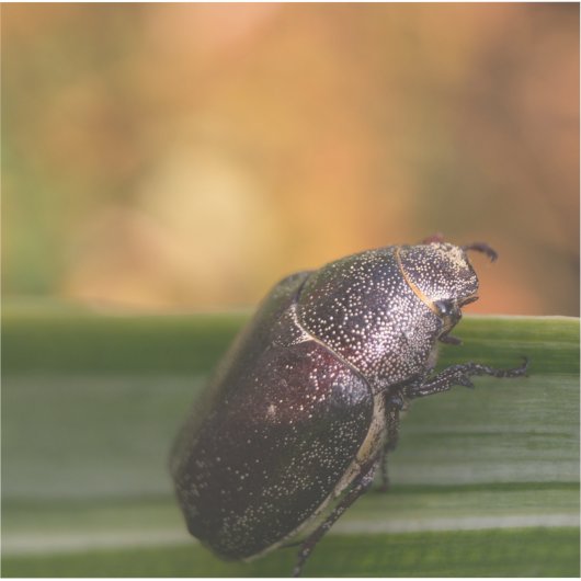 Hallo Welt! Aufkleber (Vorderseite)