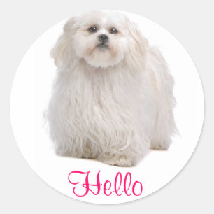 Hallo White Shih Tzu Welpe Hund Gruß Stickers