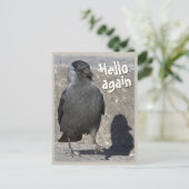 Hallo wieder CC0518 Jackdaw Postcard Postkarte (Stehend Vorderseite)