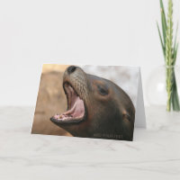 Hallo ! Wildlife Sea Lion