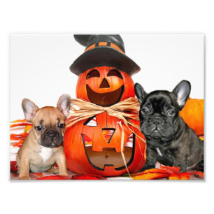 Halloween-Bulldogs Fotodruck