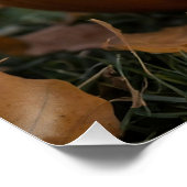 Halloween Calico Kitten sitzt in einem Kürbis Poster (Ecke)