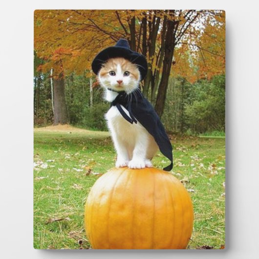 Halloween Cat on Orange Pumpkin Fotoplatte (Vorderseite)