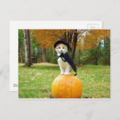 Halloween Cat on Orange Pumpkin Postkarte (Vorne/Hinten)