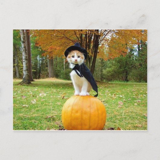 Halloween Cat on Orange Pumpkin Postkarte (Vorderseite)