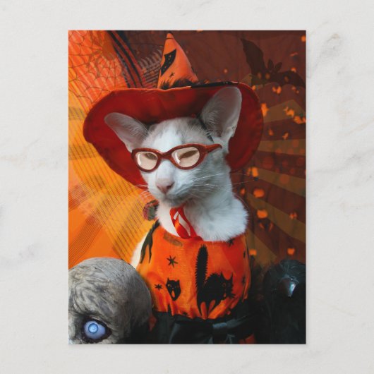 Halloween Cat Postkarte (Vorderseite)