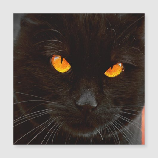 Halloween Cat's Face Magnetkarte (Vorderseite)