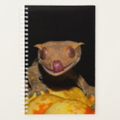 Halloween Crested Gecko Planer (Vorderseite)