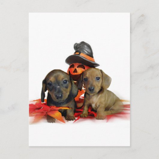Halloween-Dackel-Welpen Postkarte (Vorderseite)