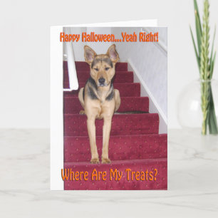 Halloween Deutscher Schäferhund Traurig Keine Leck Feiertagskarte