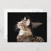 Halloween Hexenhut Cat Postcard Postkarte (Vorne/Hinten)