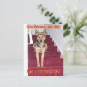Halloween Hund Keine Leckereien Postkarte (Stehend Vorderseite)