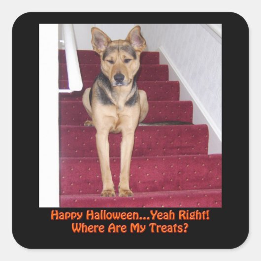 Halloween Hund Keine Leckereien Quadratischer Aufkleber (Vorderseite)