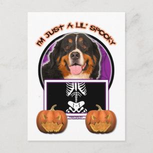 Halloween - Just a Lil Spooky - Bernese Mountain D Postkarte