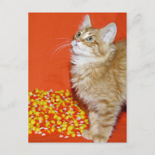 Halloween-Katze Postkarte