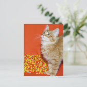 Halloween-Katze Postkarte (Stehend Vorderseite)