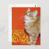 Halloween-Katze Postkarte (Vorne/Hinten)