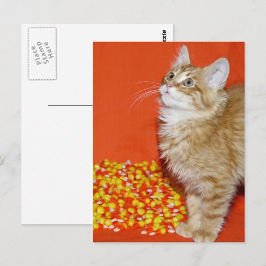 Halloween-Katze Postkarte (Vorne/Hinten)