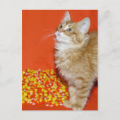 Halloween-Katze Postkarte (Vorderseite)