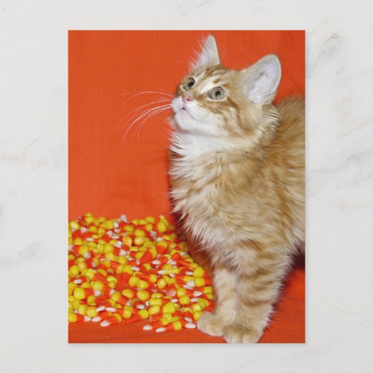 Halloween-Katze Postkarte (Vorderseite)