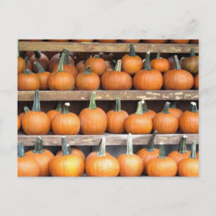 Halloween-Kürbiswand Postkarte