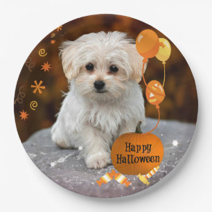 Halloween, Malteser Welpe, Pappteller