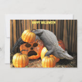 Halloween Pumpkins und Gator (Vorderseite)