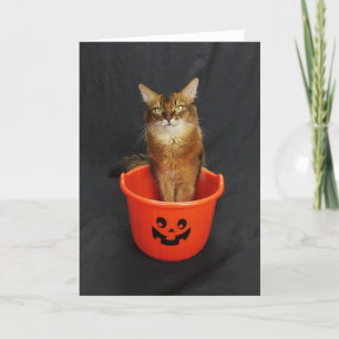 Halloween Somali Katze mit Trick oder Treateien Feiertagskarte