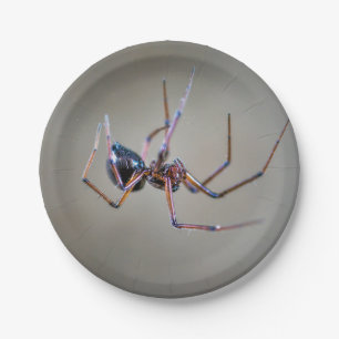 Halloween Spider Paper Plate Pappteller