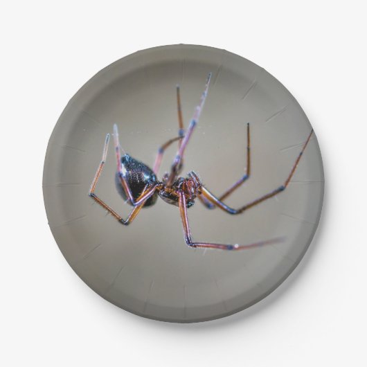 Halloween Spider Paper Plate Pappteller (Vorderseite)