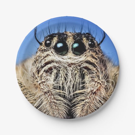 Halloween Spider Paper Plate Pappteller (Vorderseite)