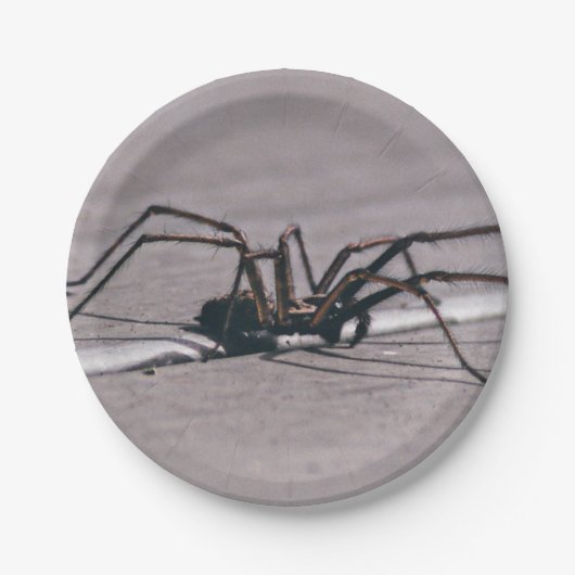 Halloween-Spinne aus Papierplatte Pappteller (Vorderseite)