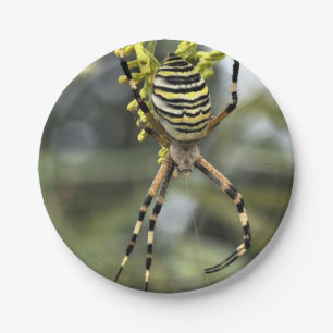 Halloween-Spinne-Papierteller Pappteller