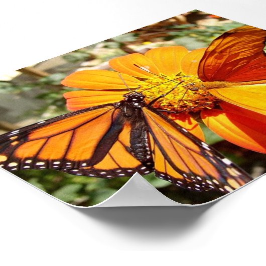 Hals Schmetterlinge Poster (Ecke)