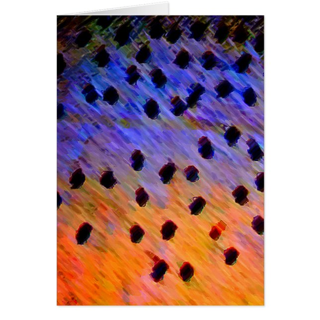 Halsabschneiderische Forelle - Karte (Vorne)