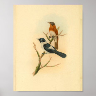 Halsband-Braunfliegenschnäpper-Vogel Vintage-Druck Poster
