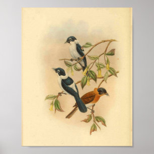 Halsband-Braunfliegenschnäpper-Vogel Vintage-Druck Poster