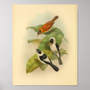 Halsband-Braunfliegenschnäpper-Vogel Vintage-Druck Poster