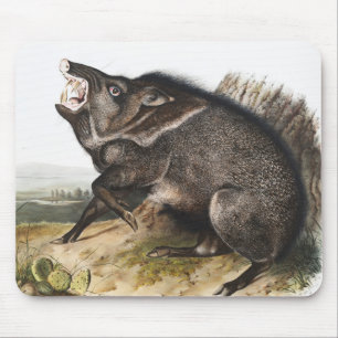 Halsband-Pekari Dycoteles torquatus Illustration Mousepad