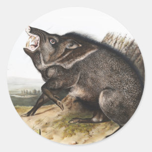 Halsband-Pekari Dycoteles torquatus Illustration Runder Aufkleber