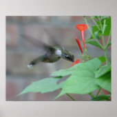 Halsbänder-Poster Poster (Vorne)